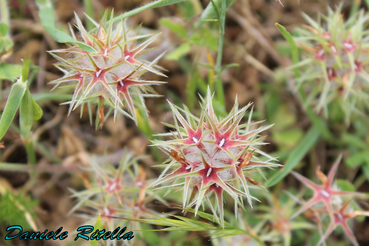 Trifolium stellatum